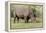 White rhinoceros grazing among foothills in the Masai Mara, Kenya, Africa.-Larry Richardson-Framed Premier Image Canvas