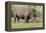 White rhinoceros grazing among foothills in the Masai Mara, Kenya, Africa.-Larry Richardson-Framed Premier Image Canvas