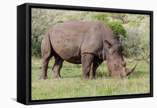 White rhinoceros grazing among foothills in the Masai Mara, Kenya, Africa.-Larry Richardson-Framed Premier Image Canvas