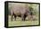 White rhinoceros grazing among foothills in the Masai Mara, Kenya, Africa.-Larry Richardson-Framed Premier Image Canvas