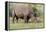 White rhinoceros grazing among foothills in the Masai Mara, Kenya, Africa.-Larry Richardson-Framed Premier Image Canvas