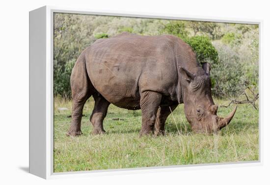 White rhinoceros grazing among foothills in the Masai Mara, Kenya, Africa.-Larry Richardson-Framed Premier Image Canvas