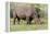 White rhinoceros grazing among foothills in the Masai Mara, Kenya, Africa.-Larry Richardson-Framed Premier Image Canvas