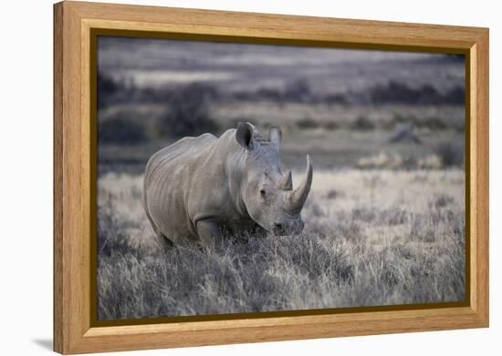 White Rhinoceros, Great Karoo Private Reserve, South Africa-Pete Oxford-Framed Premier Image Canvas