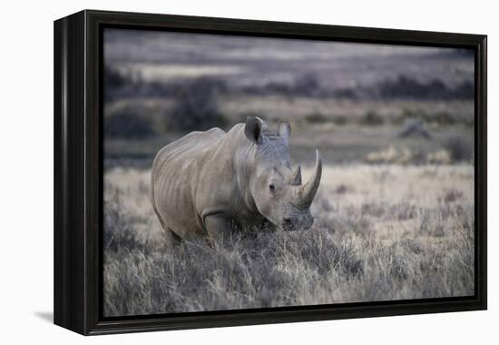 White Rhinoceros, Great Karoo Private Reserve, South Africa-Pete Oxford-Framed Premier Image Canvas