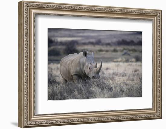 White Rhinoceros, Great Karoo Private Reserve, South Africa-Pete Oxford-Framed Photographic Print