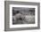 White Rhinoceros, Great Karoo Private Reserve, South Africa-Pete Oxford-Framed Photographic Print