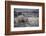 White Rhinoceros, Great Karoo Private Reserve, South Africa-Pete Oxford-Framed Photographic Print