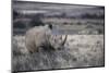 White Rhinoceros, Great Karoo Private Reserve, South Africa-Pete Oxford-Mounted Photographic Print