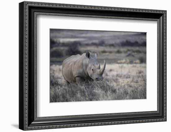 White Rhinoceros, Great Karoo Private Reserve, South Africa-Pete Oxford-Framed Photographic Print