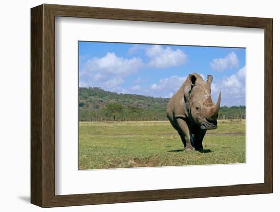 White Rhinoceros in Meadow-Paul Souders-Framed Photographic Print