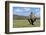 White Rhinoceros in Meadow-Paul Souders-Framed Photographic Print