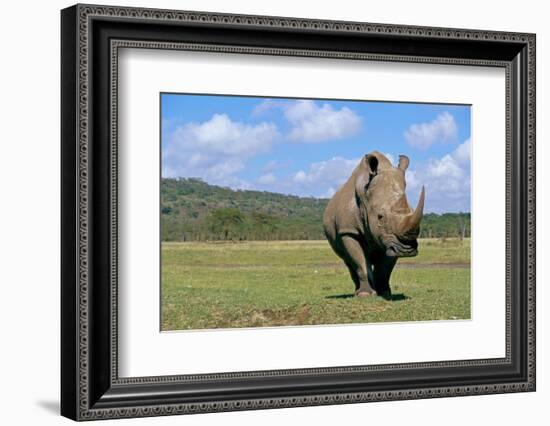 White Rhinoceros in Meadow-Paul Souders-Framed Photographic Print