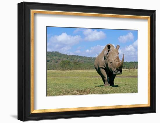 White Rhinoceros in Meadow-Paul Souders-Framed Photographic Print