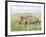 White Rhinoceros, Kenya-Martin Zwick-Framed Photographic Print