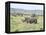 White Rhinoceros, Kenya-Martin Zwick-Framed Premier Image Canvas