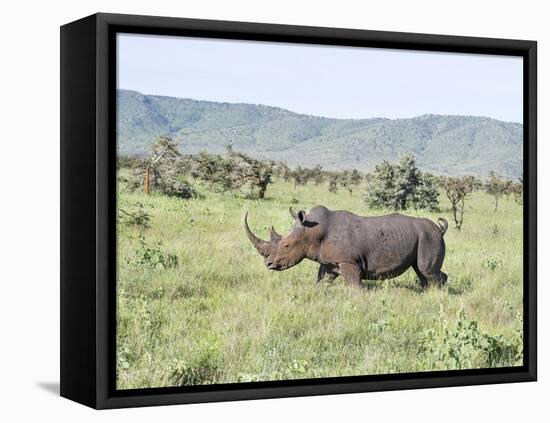 White Rhinoceros, Kenya-Martin Zwick-Framed Premier Image Canvas