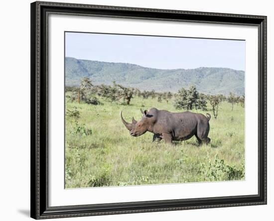 White Rhinoceros, Kenya-Martin Zwick-Framed Photographic Print