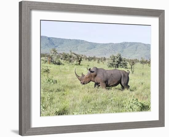 White Rhinoceros, Kenya-Martin Zwick-Framed Photographic Print