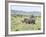 White Rhinoceros, Kenya-Martin Zwick-Framed Photographic Print