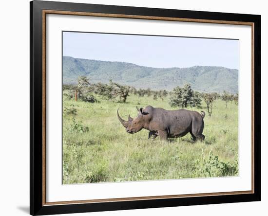 White Rhinoceros, Kenya-Martin Zwick-Framed Photographic Print