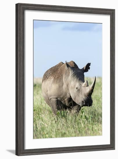 White Rhinoceros, Kenya-Martin Zwick-Framed Photographic Print