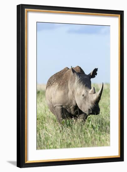 White Rhinoceros, Kenya-Martin Zwick-Framed Photographic Print