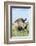 White Rhinoceros, Kenya-Martin Zwick-Framed Photographic Print