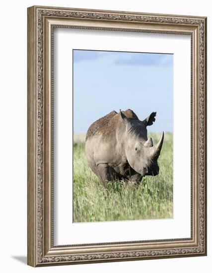 White Rhinoceros, Kenya-Martin Zwick-Framed Photographic Print