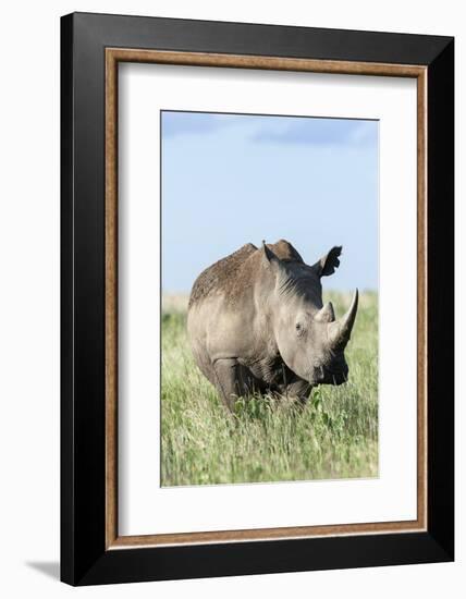 White Rhinoceros, Kenya-Martin Zwick-Framed Photographic Print