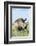 White Rhinoceros, Kenya-Martin Zwick-Framed Photographic Print