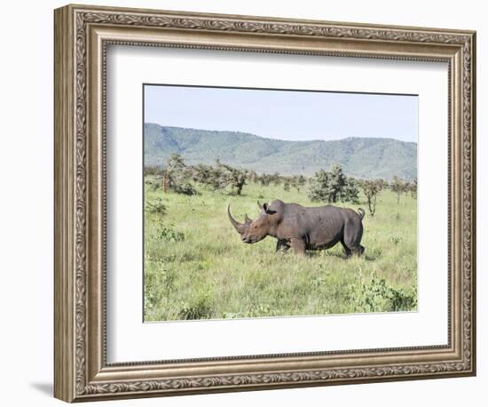 White Rhinoceros, Kenya-Martin Zwick-Framed Photographic Print