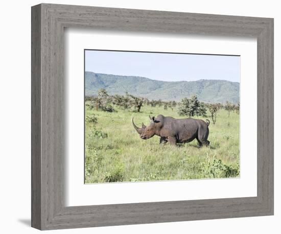 White Rhinoceros, Kenya-Martin Zwick-Framed Photographic Print