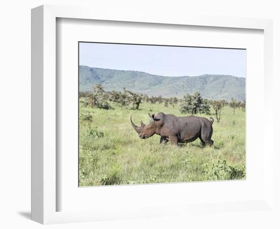 White Rhinoceros, Kenya-Martin Zwick-Framed Photographic Print