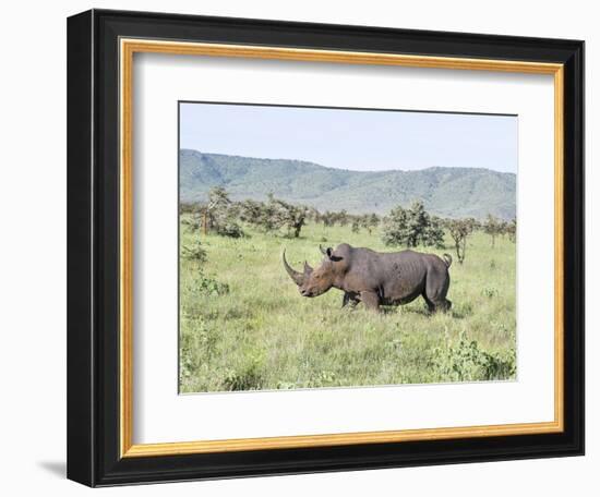 White Rhinoceros, Kenya-Martin Zwick-Framed Photographic Print