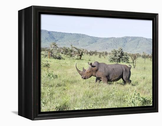 White Rhinoceros, Kenya-Martin Zwick-Framed Premier Image Canvas