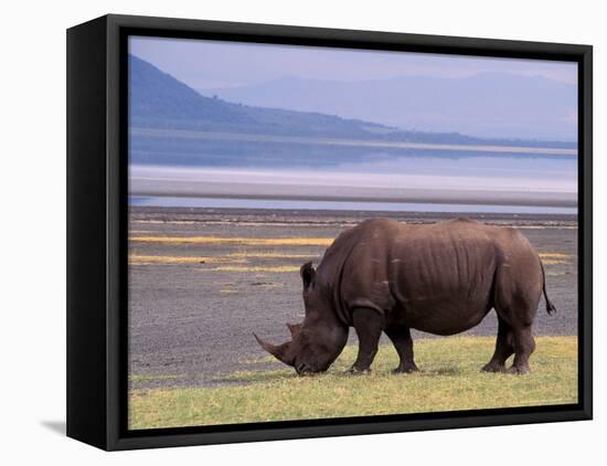 White Rhinoceros, Lake Nakuru National Park, Kenya-Gavriel Jecan-Framed Premier Image Canvas