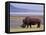 White Rhinoceros, Lake Nakuru National Park, Kenya-Gavriel Jecan-Framed Premier Image Canvas