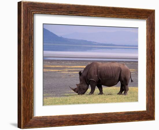 White Rhinoceros, Lake Nakuru National Park, Kenya-Gavriel Jecan-Framed Photographic Print
