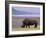 White Rhinoceros, Lake Nakuru National Park, Kenya-Gavriel Jecan-Framed Photographic Print