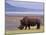 White Rhinoceros, Lake Nakuru National Park, Kenya-Gavriel Jecan-Mounted Photographic Print