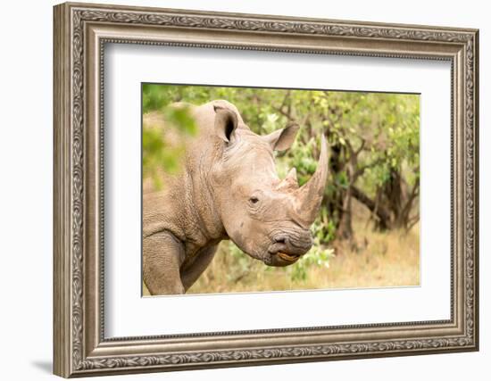 White rhinoceros, Masai Mara, Kenya, East Africa, Africa-Karen Deakin-Framed Photographic Print