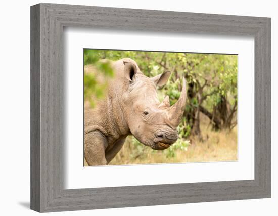 White rhinoceros, Masai Mara, Kenya, East Africa, Africa-Karen Deakin-Framed Photographic Print