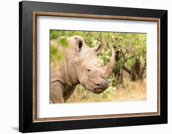 White rhinoceros, Masai Mara, Kenya, East Africa, Africa-Karen Deakin-Framed Photographic Print