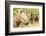 White rhinoceros, Masai Mara, Kenya, East Africa, Africa-Karen Deakin-Framed Photographic Print