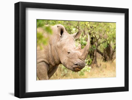 White rhinoceros, Masai Mara, Kenya, East Africa, Africa-Karen Deakin-Framed Photographic Print