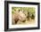 White rhinoceros, Masai Mara, Kenya, East Africa, Africa-Karen Deakin-Framed Photographic Print