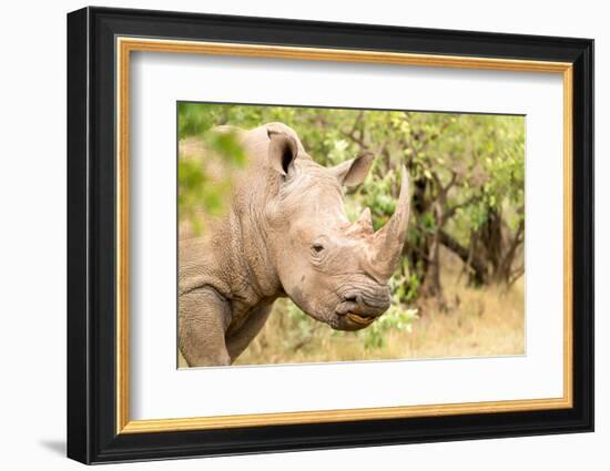 White rhinoceros, Masai Mara, Kenya, East Africa, Africa-Karen Deakin-Framed Photographic Print