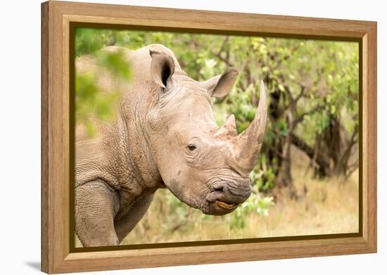 White rhinoceros, Masai Mara, Kenya, East Africa, Africa-Karen Deakin-Framed Premier Image Canvas