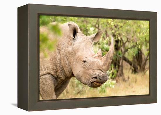 White rhinoceros, Masai Mara, Kenya, East Africa, Africa-Karen Deakin-Framed Premier Image Canvas